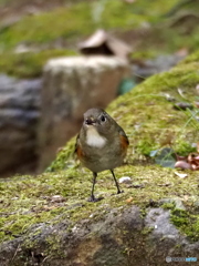 ルリビタキ92
