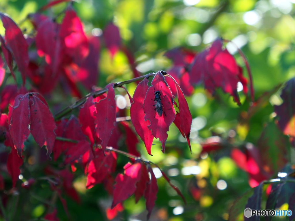 紅葉22-①