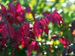紅葉22-①