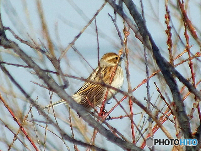 オオジュリン04