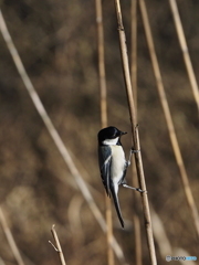 シジュウカラ83