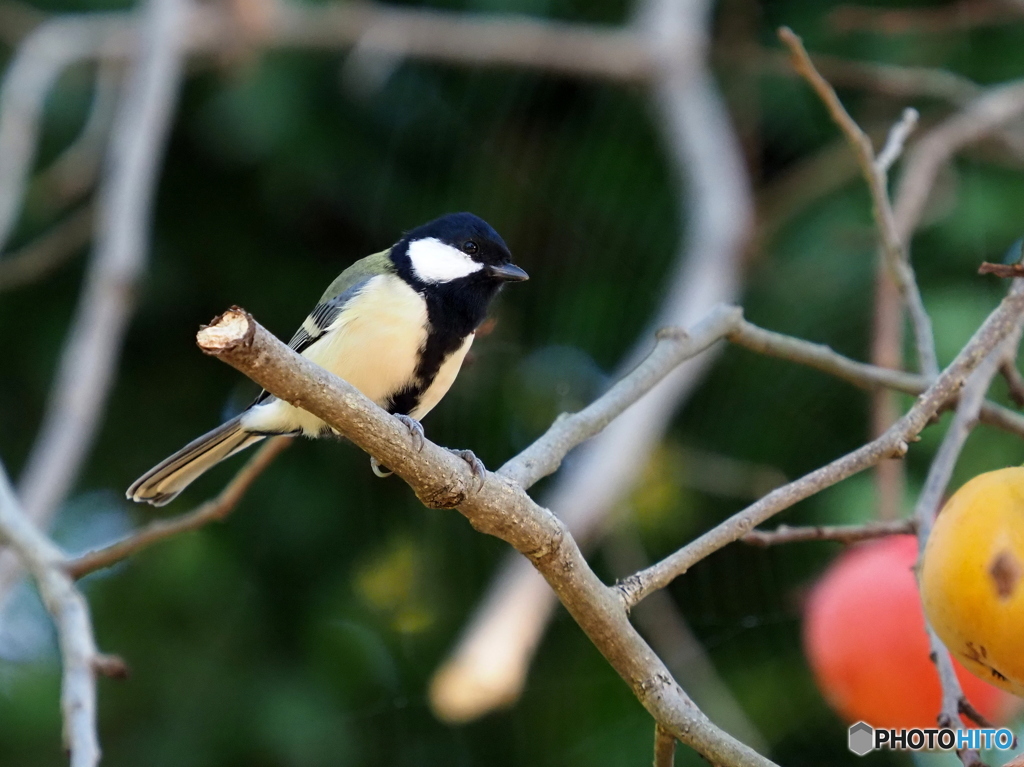シジュウカラ260