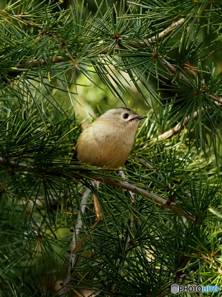 キクイタダキ25