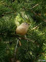 キクイタダキ25