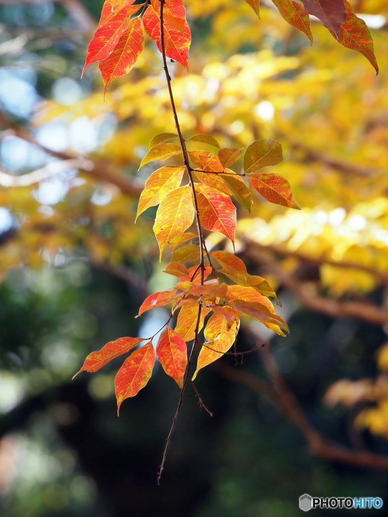 紅葉20-11