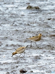 ムナグロ79 ムナグロ79