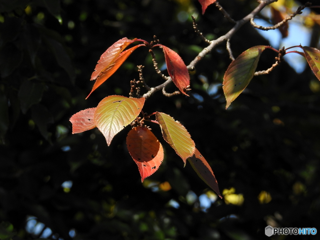 紅葉17-⑦