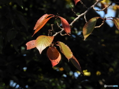 紅葉17-⑦