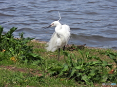 シラサギ33