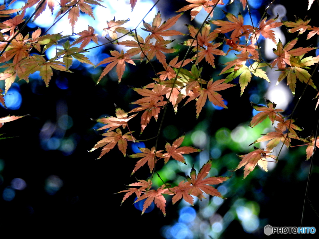 紅葉18-②