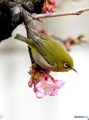 春メジロ106