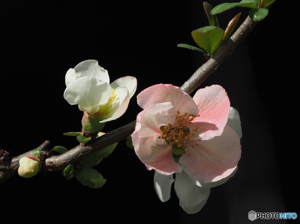 木瓜23-③