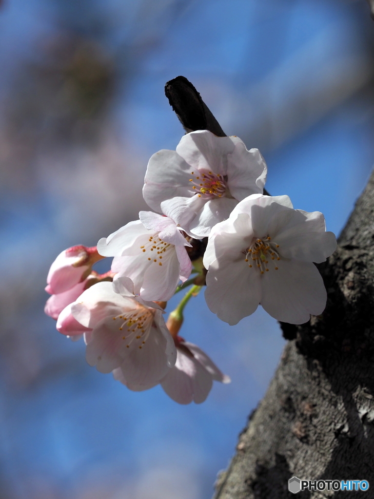 桜21-③