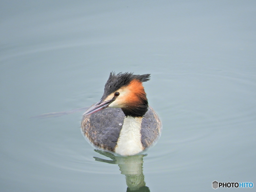 カンムリカイツブリ20