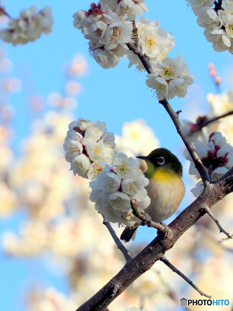 春メジロ216