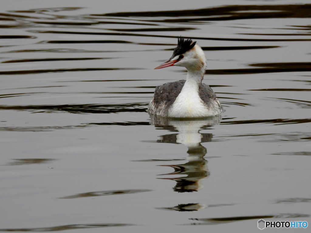 カンムリカイツブリ28