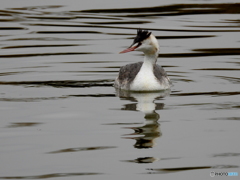 カンムリカイツブリ28