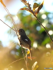 ジョウビタキ356