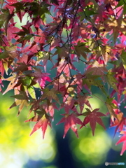 紅葉24-⑧