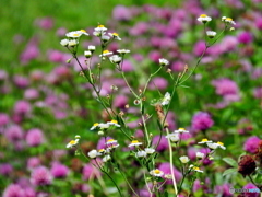 野辺の花③