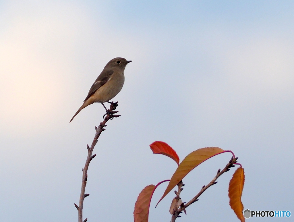 ジョウビタキ248