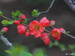 木瓜22-③