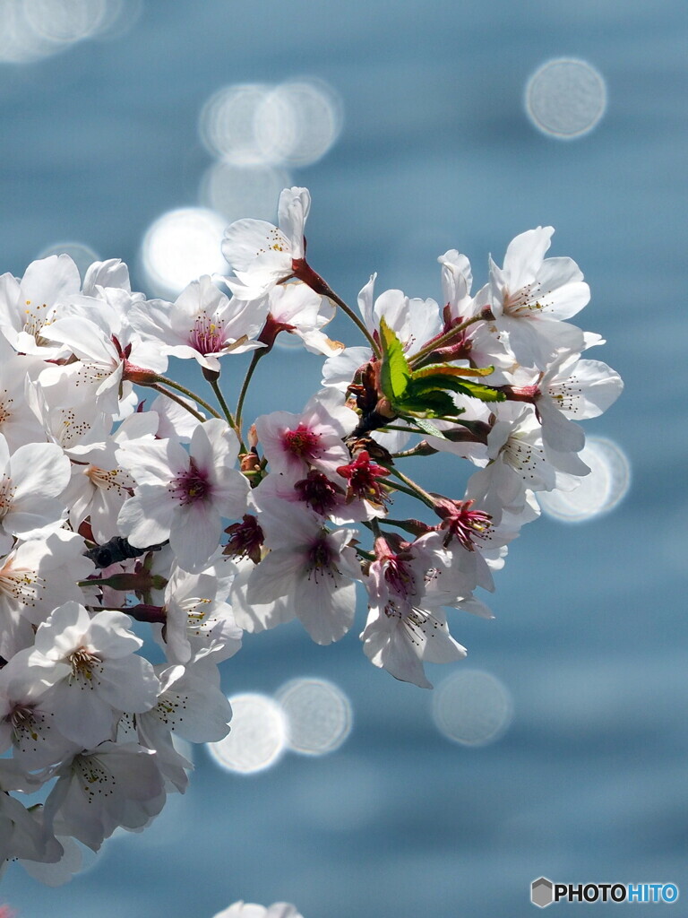 桜20-⑤