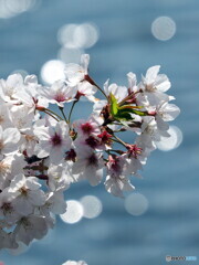 桜20-⑤