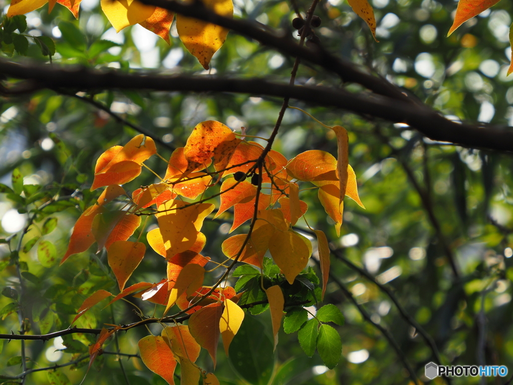 紅葉22-⑥