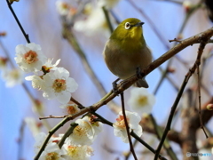 春メジロ23