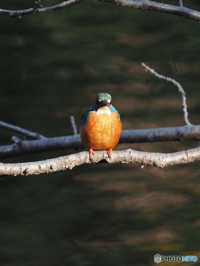 カワセミ379