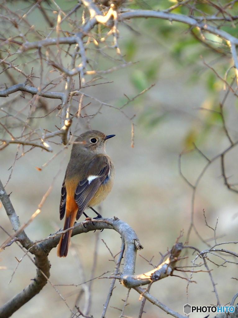 ジョウビタキ253