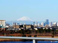 今朝の富士山