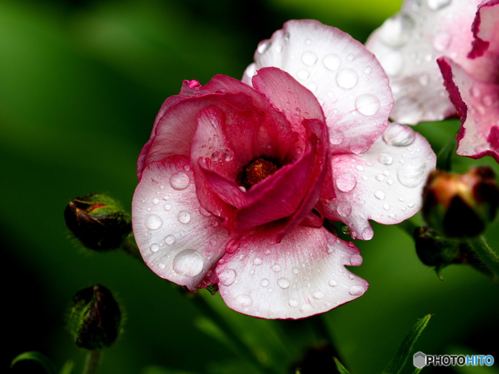 ラナンキュラス