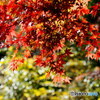 紅葉19-14