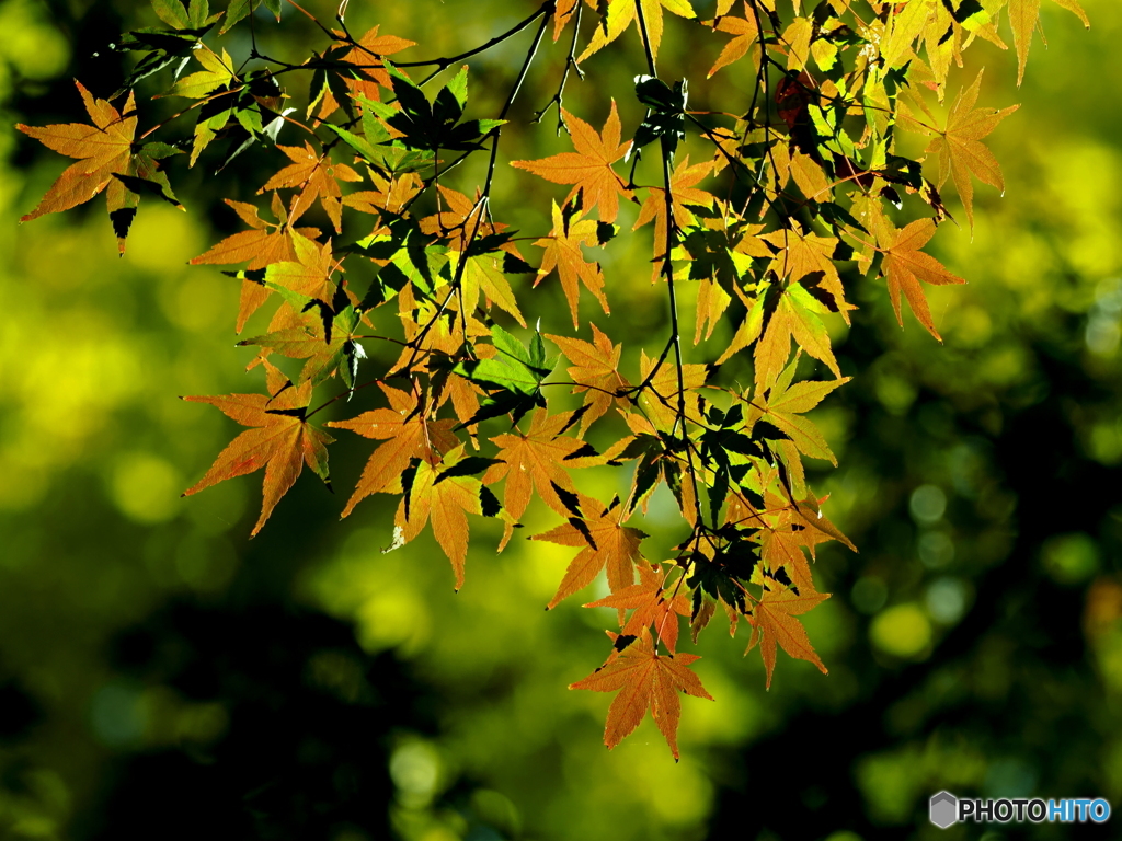紅葉24-10