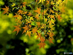 紅葉24-10