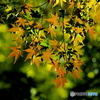 紅葉24-10