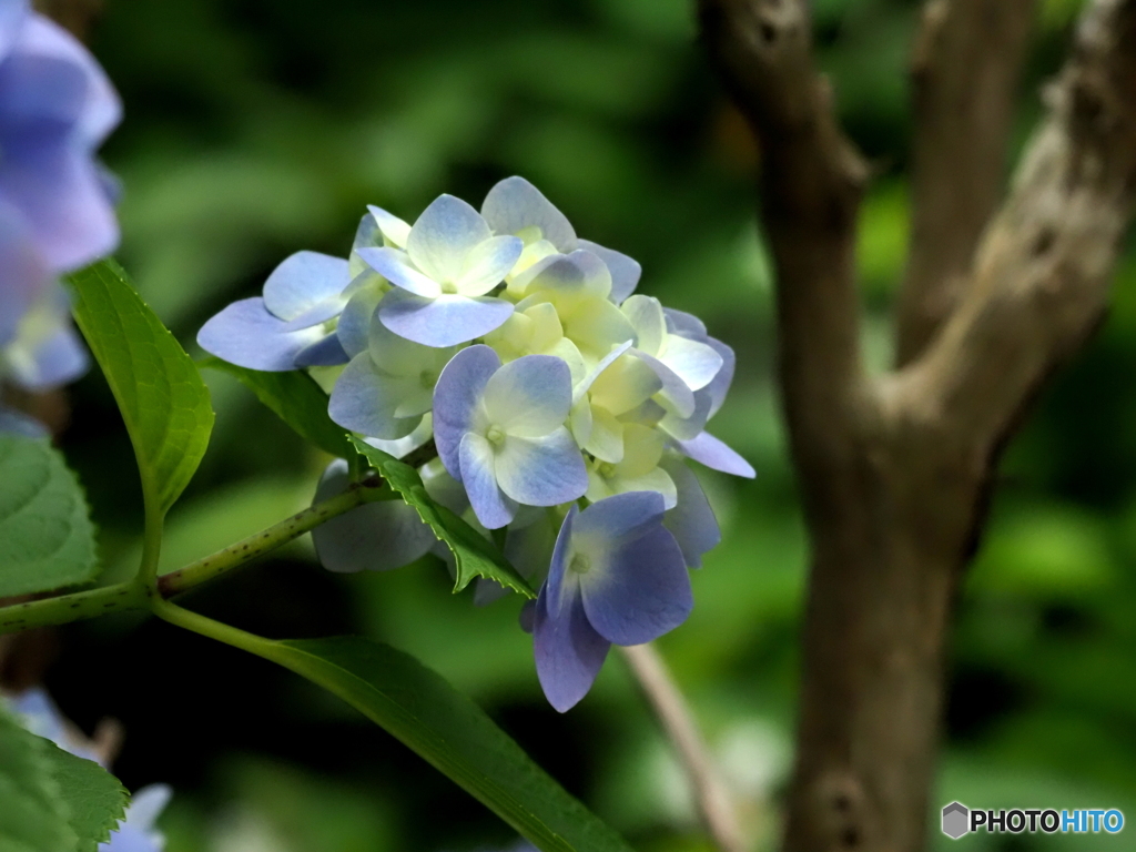 紫陽花25-④