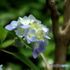 紫陽花25-④