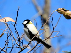 シジュウカラ15