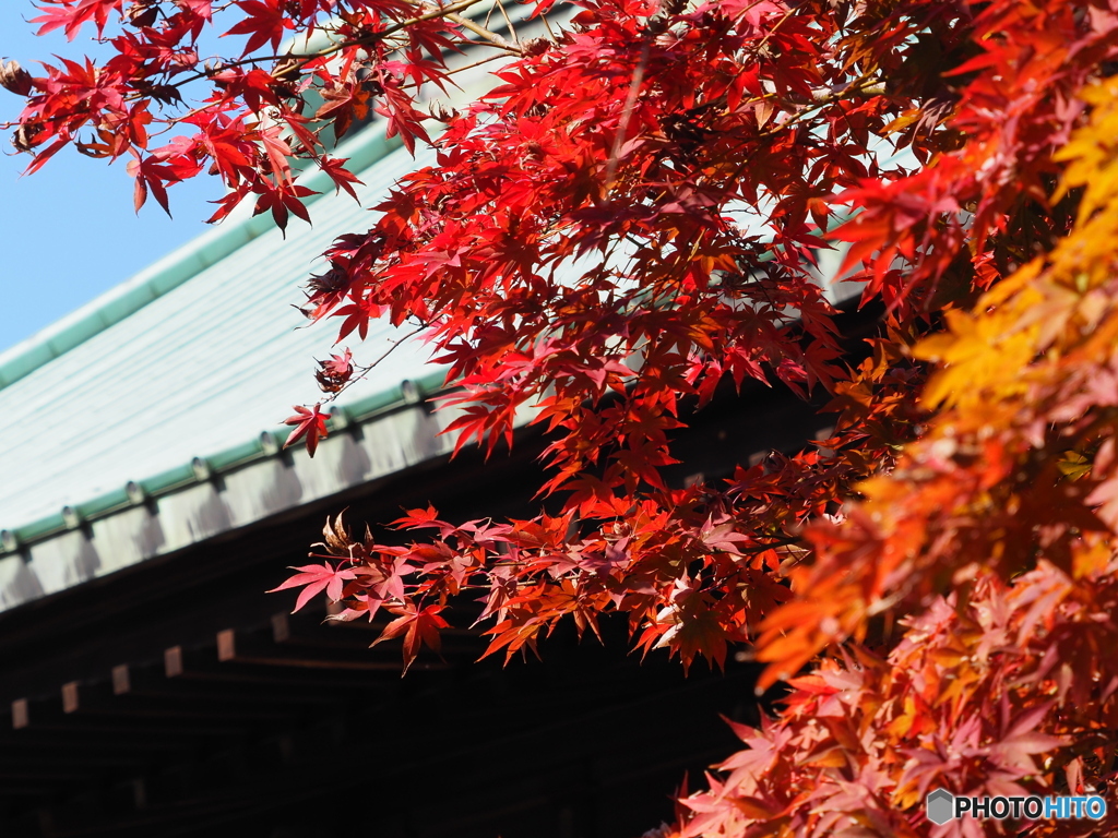 紅葉22-10