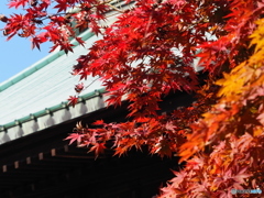 紅葉22-10