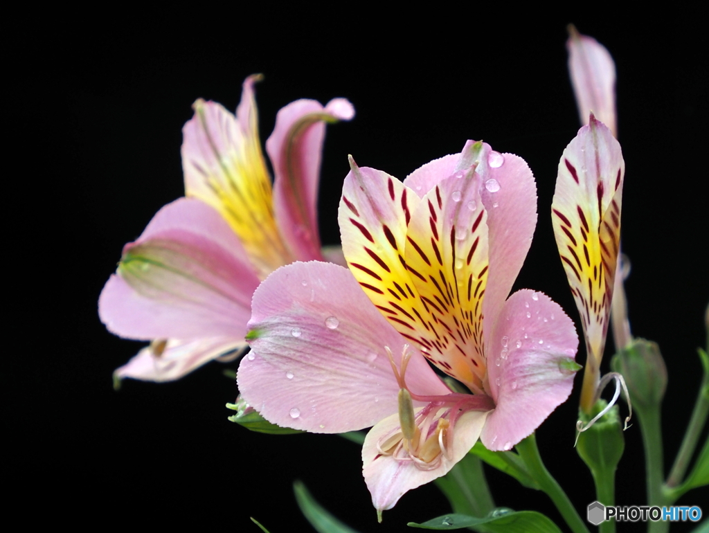 アルストロメリア22-②