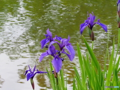 カキツバタ23-①