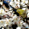 春メジロ131
