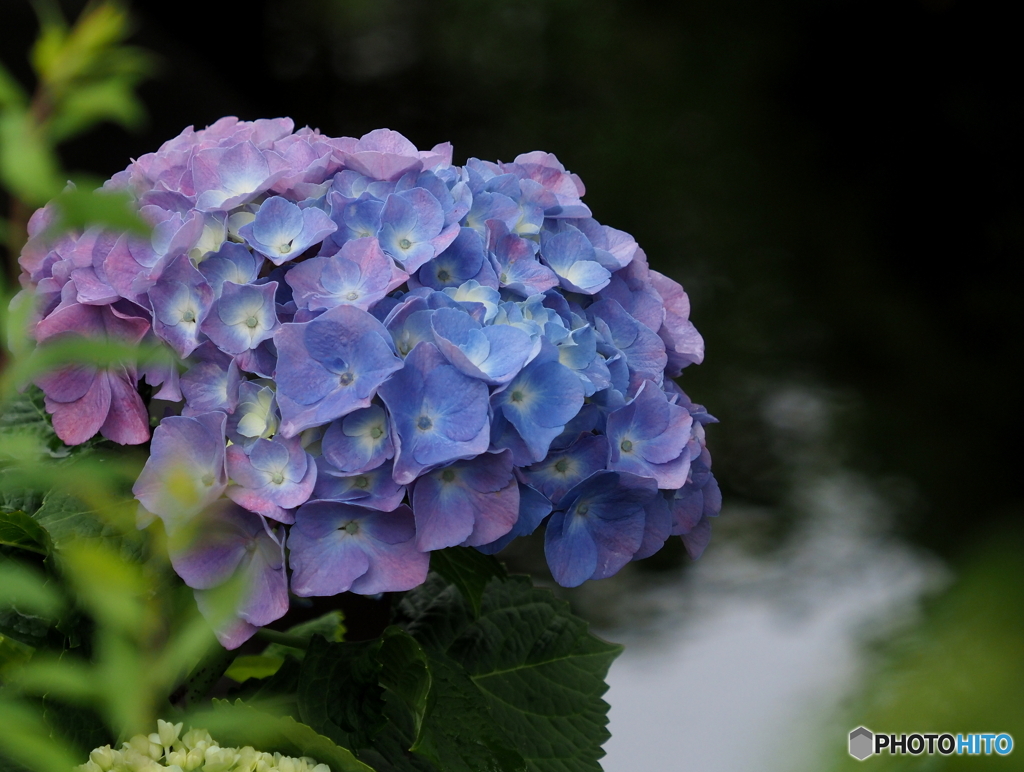 紫陽花21-①