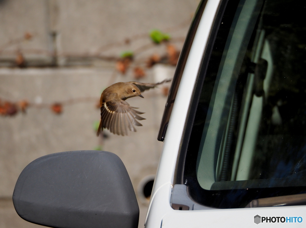 ジョウビタキ30