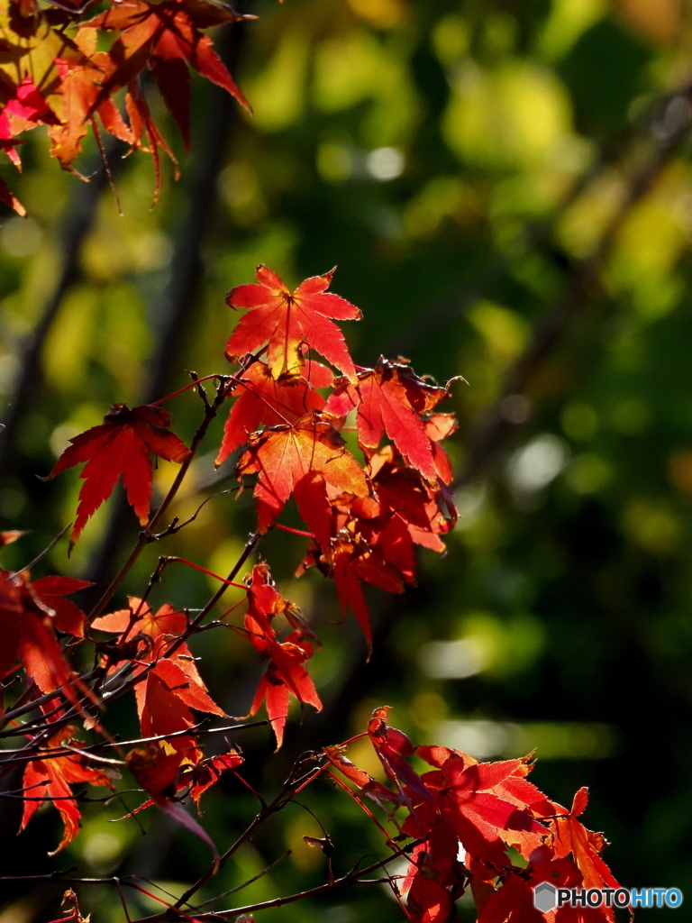 紅葉25-⑤