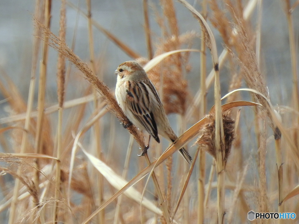 オオジュリン85